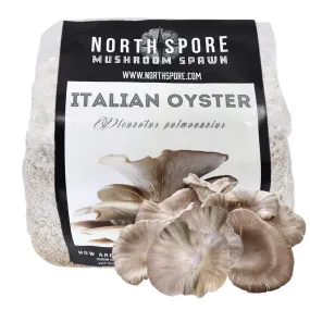 Organic Italian Oyster Mushroom Grain Spawn